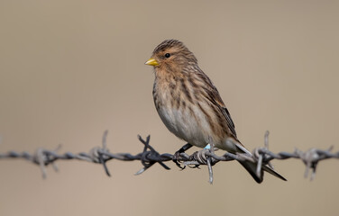 Fototapeta premium Twite