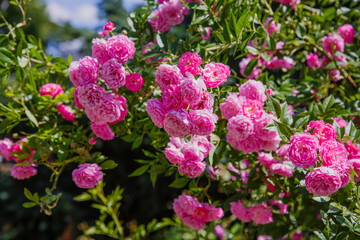 Pink roses in the garden of pink roses. Blooming Roses on the Bush. Growing roses in the garden.
