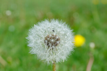 Beautiful fluffy dandelion with seeds against the green grass