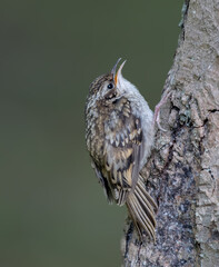 Treecreeper