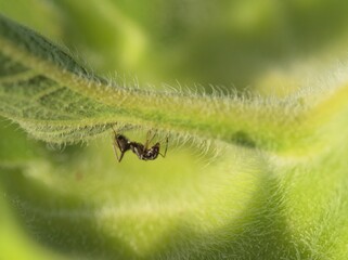 Ant on big green leaf