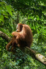 Free, wild male Sumatran orangutan in Gunung Leuser National Park on the Indonesian island of Sumatra. These magnificent animals can be seen in the jungle near the village of Ketambe.