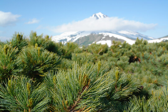 A close up of branches of Siberian creeping dwarf pine (Pinus pumila),  Vilyuchinsky Volcano (Vilyuchik) is visible on the background, Kamchatka Peninsula, Far East Russia