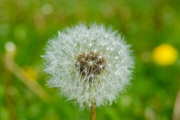Beautiful fluffy dandelion with seeds against the green grass