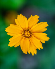 Coreopsis Yellow