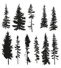 Obraz premium Vector silhouettes of different pine trees. Detailed tee shapes isolated on white. 