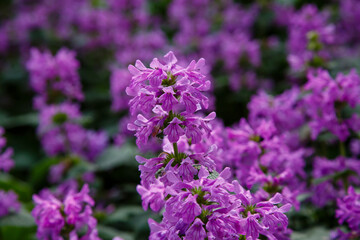 Betonica (syn. Stachys ), common betony, purple betony, is a perennial grassland herb. Betonica...