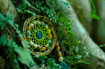 Dreamcatcher in the wild