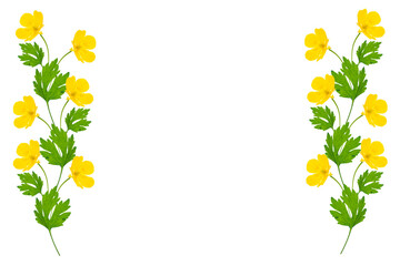 Yellow wildflowers buttercup isolated on white background.