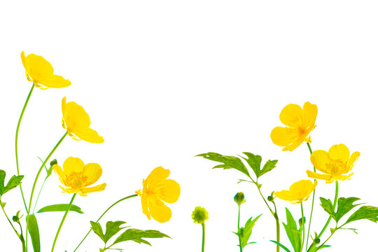 Yellow wildflowers buttercup isolated on white background.
