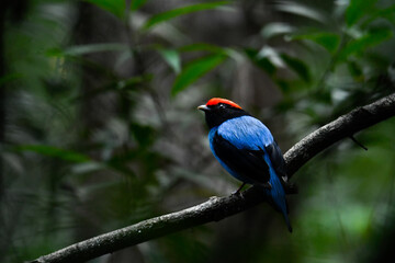 Blue Manakin of the wet and tropical rainforest perched on the bush with a ray of light and rich colors. Tropical bird with blue and red colors