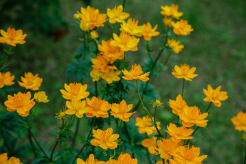 Trollius chinensis bunge in garden. Yellow flowers of trollius chinensis