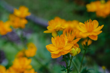 Trollius chinensis bunge in garden. Yellow flowers of trollius chinensis