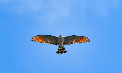 Plumbeous Kite bottom view of bird of prey flying with open wings and blue sky. Hunting bird, hawk or jungle eagle