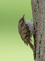 Treecreeper