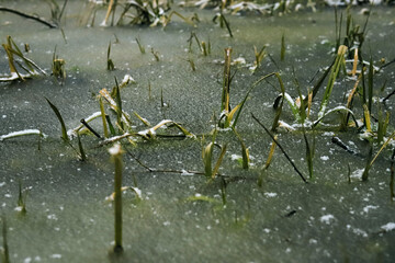 frozen grass in water under snow in the forest