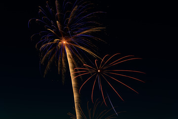 palm tree  fireworks on black