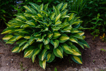 Beautiful Hosta in garden. Hosta - an ornamental plant for landscaping design.