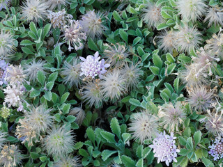 Pterocephalus perennis, mont Parnasse scabieux, plante de rocaille au feuillage tomenteux, gris...