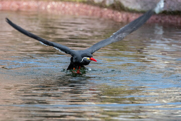 Inca Tern Takeoff