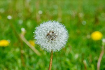 Beautiful fluffy dandelion with rain drops and seeds against the green grass