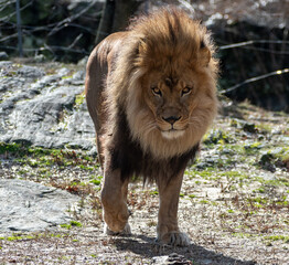 Naklejka premium Lion