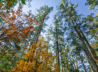 autumn in the forest