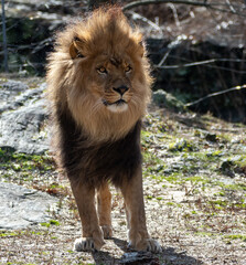 Fototapeta na wymiar Male Lion