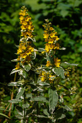 Lysimachia punctata variegata in garden. Yellow flowers of Lysimachia punctata.