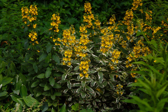 Lysimachia punctata variegata in garden. Yellow flowers of Lysimachia punctata.