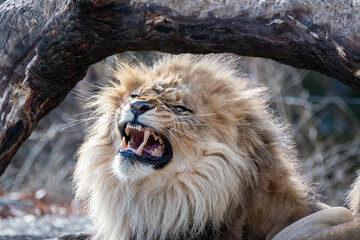 Snarling Lion