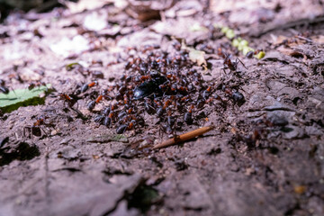 ants on the ground