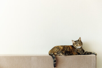 A tabby brown cat sits on the back of a sofa in the lower corner of the frame. The cat's tail hangs down. There is an empty space for the text. High quality photo