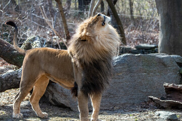Obraz premium Sunbathing Lion