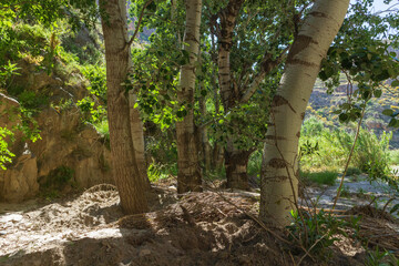 tree trunks surrounded by vegetation