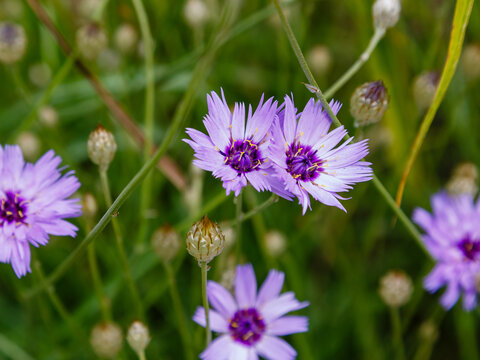 Catananche caerulea, the common names Cupid's dart, blue cupidone, and cerverina in natural background