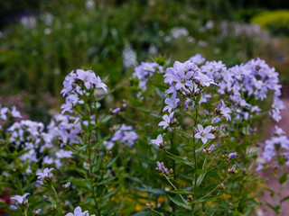 Gadellia (Campanula) lactiflora flowers in garden
