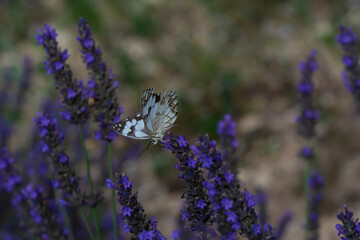 Closeup beautiful butterfly sitting on the lavender flower in a summer garden