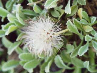 Plumeau sur tige de Pterocephalus perennis ou mont Parnasse scabieux vu de près au dessus d'un coussin de feuille vert tendre