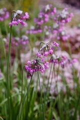 Allium cernuum in garden. The blooming unusual allium flower in the garden. Purple flowers of allium cernuum.