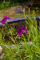 A beautiful purple iris spuria in a spring garden