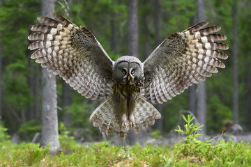 Great Grey Owl wingspread in forest