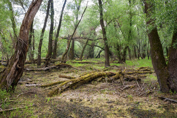 Riparian forest with old trunks and branches covered in green moss littering a muddy forest floor. Marshland with fallen and decaying trees in summer.