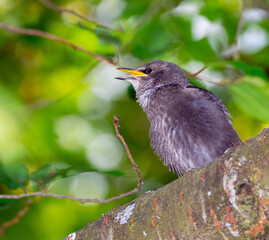 Young starling bird sitting on the branch of a tree