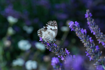 Closeup beautiful butterfly sitting on the lavender flower in a summer garden © blackdiamond67