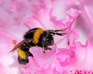 Bumblebee Collecting Pollen