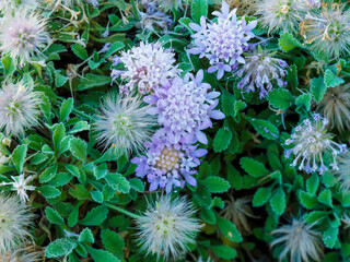 Tapis dense de pterocephalus perennis ou mont Parnasse scabieux à floraison estivale rose-violet pâle