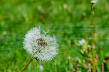 Beautiful fluffy dandelion with seeds under the rain against the green grass