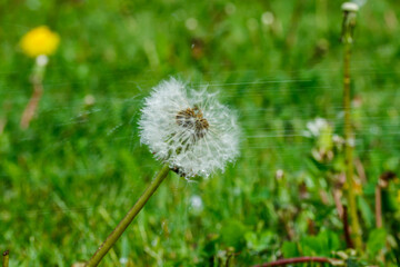Beautiful fluffy dandelion with seeds under the rain against the green grass