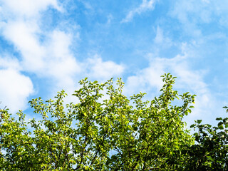 green leaves of apple tree under blue sky with white clouds on sunny summer day
